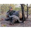 Image 6 : Mozambique:10 Day Cape Buffalo Hunt for One /  Includes Trophy Fee for One Cape Buffalo Plus Extras