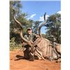 Image 10 : South Africa:8 Day Cape Buffalo Hippo Hunt for 1 Hunter 1 Observer/Includes Trophy Fees plus Extras
