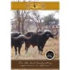Image 10 : South Africa:10 Day Plains Game Hunt 2 Hunters 2 Observers/Includes 8 Trophies or $4,800 Trophy Fees