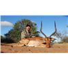 Image 2 : South Africa:10 Day Plains Game Hunt 2 Hunters 2 Observers/Includes 8 Trophies or $4,800 Trophy Fees