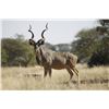 Image 4 : South Africa:10 Day Plains Game Hunt 2 Hunters 2 Observers/Includes 8 Trophies or $4,800 Trophy Fees