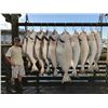 Image 7 : Alaska: 1 Day Saltwater Fishing Charter for 12 Anglers out of Seward, Alaska