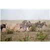 Image 11 : South Africa:10 Day Plains Game 1 Hunter & 1 Observer/Includes 3 Trophies or $3500 Trophy Fee Credit