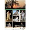 Image 37 : South Africa:10 Day Plains Game 1 Hunter & 1 Observer/Includes 3 Trophies or $3500 Trophy Fee Credit