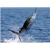 Image 4 : Mexico: 7 Day Roosterfish, Blue Marlin & Sailfish Fish Slamming Safari for 1 Angler