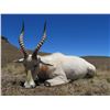 Image 5 : South Africa:11 Day Plains Game Safari for 3 Hunters/Including 1 Common Springbuck 1 White Blesbuck