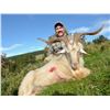 Image 13 : New Zealand: 5 Day 4 Night Red Stag Hunt for 2 Hunters / Includes 2 Red Stags up to 350 Points