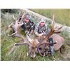 Image 4 : New Zealand: 5 Day 4 Night Red Stag Hunt for 2 Hunters / Includes 2 Red Stags up to 350 Points