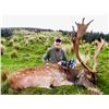 Image 9 : New Zealand: 5 Day 4 Night Red Stag Hunt for 2 Hunters / Includes 2 Red Stags up to 350 Points