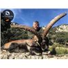 Image 3 : Spain: 4 Day 3 Night Bronze Medal Beceite Ibex Hunt for One Hunter