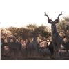 Image 11 : South Africa: 7 Day Plains Game Hunt for 2 Hunters / Includes 2 Trophy Kudu and Unlimited Bird Hunti