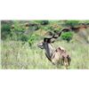 Image 14 : South Africa:10D Plains Game 2 Hunters & Observers/Includes 1Nyala 1Kudu or $6700 TF Credit + Extras