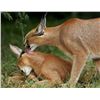 Image 7 : South Africa:10D Plains Game 2 Hunters & Observers/Includes 1Nyala 1Kudu or $6700 TF Credit + Extras