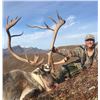 Image 4 : Alaska: Brooks Range “Fly In” Caribou Hunt for Two Hunters