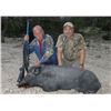 Image 1 : Texas: 2 Day Trophy Sika Stag and Wild Boar Hunt for 1 Hunter & 1 Observer