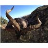 Image 6 : Spain:Trophy Big Game for 1 Hunter/Includes 1 of the following Roe, Red Deer, Fallow Deer or Mouflon