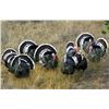 Image 2 : Mexico: 4 Day 5 Night Gould Turkey Hunt for 2 Hunters with Safari Unlimited