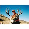 Image 2 : Colorado: 5 Day Trophy Mule or Whitetail Deer Hunt for One Hunter / Includes The Landowner Voucher