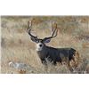 Image 3 : Colorado: 5 Day Trophy Mule or Whitetail Deer Hunt for One Hunter / Includes The Landowner Voucher