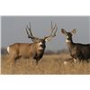 Image 4 : Colorado: 5 Day Trophy Mule or Whitetail Deer Hunt for One Hunter / Includes The Landowner Voucher