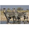 Image 2 : Namibia: 6D/7N Plains Game, 4 Hunters/Includes Animal Choice of 1 Trophy & $500 Trophy Fee Credit pe