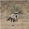 Image 3 : Namibia: 6D/7N Plains Game, 4 Hunters/Includes Animal Choice of 1 Trophy & $500 Trophy Fee Credit pe