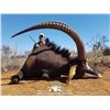 Image 1 : South Africa:  7-day Plains Game Hunt for 2 Hunters and 2 Observers Includes Trophy Fees for 2 Sable