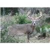 Image 2 : Texas:  3-Day/2-Night Whitetail Deer & Exotic Combo Hunt for 2 Hunters, Including a $6,000 Trophy Fe