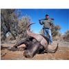 Image 4 : South Africa: 7 Day Cape Buffalo Hunt for 2 Hunters  / Includes 2 40" Plus Cape Buffalo "Buy it Now"