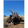 Image 7 : South Africa: 7 Day Cape Buffalo Hunt for 2 Hunters  / Includes 2 40" Plus Cape Buffalo "Buy it Now"