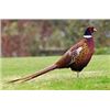 Image 1 : Guided 6 Bird Pheasant Hunt for Two Hunters