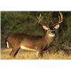Image 1 : 5 Day Kentucky Whitetail Deer Hunt for One Hunters