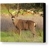 Image 1 : 3 Day/2 Night Management Whitetail Deer 8 pt or less for One Hunter