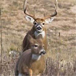 10 Day Archery Hunt for a Whitetail Buck and 1 Doe for One Hunter