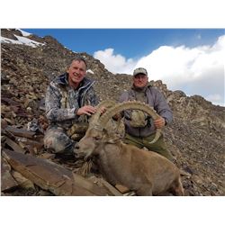 7 to 8 Day Hunt for Marco Polo Sheep for One Hunter