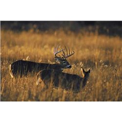 5 Day Semi-guided Trophy Whitetail Deer Hunt for One Hunter