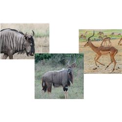 7 Day Caracal, Genet, African Wildcat, Bush Pig for One Hunter