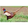 Image 1 : 1 Day Traditional Walk-Up Pheasant Hunt for Four Hunters