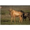 Image 2 : 7 Day Hunt for 42”+ Sable Bull or Golden Wildebeest or Black Impala for 1 Hunter