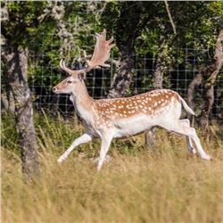 3 Day/2 Night Trophy Fallow Deer hunt for 1 Hunter