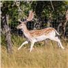 Image 1 : 3 Day/2 Night Trophy Fallow Deer hunt for 1 Hunter