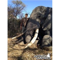5 Day Non-Trophy, Non-Exportable Elephant Bull for One Hunter