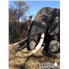 Image 1 : 5 Day Non-Trophy, Non-Exportable Elephant Bull for One Hunter