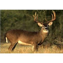 5 Day Kentucky Whitetail Deer Hunt for One Hunters