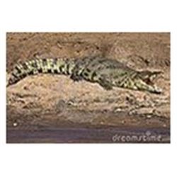 7 Day (5 Hunting Days) Crocodile Hunt for One Hunter and One Non-Hunter