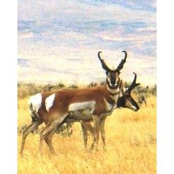 5 Day Antelope Hunt for One Hunter