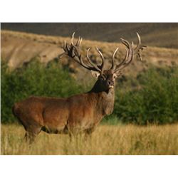 5 Day Red Stag Hunt up to 229” & 1 Wild Boar for One Hunter