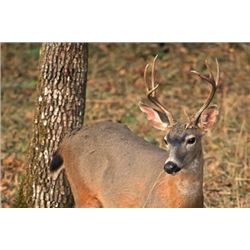 5 Day Archery 2 on 1 BlackTail Deer Hunt for One Hunter Public & Private Land