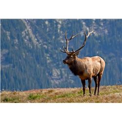 5 Day Rocky Mountain ELK Hunt for One Hunter