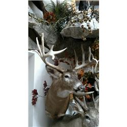 2 Day Whitetail Buck Hunt (up to 160”) for One Hunter and One Non-Hunter